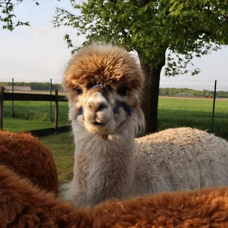 Galerie 65 Неттеталь