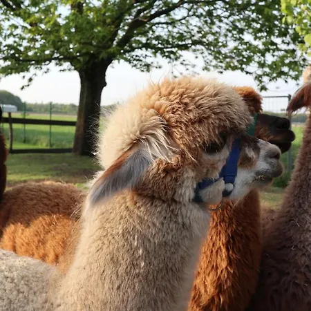 Galerie 65 * Nettetal